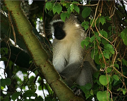 长尾黑颚猴,坐,树梢