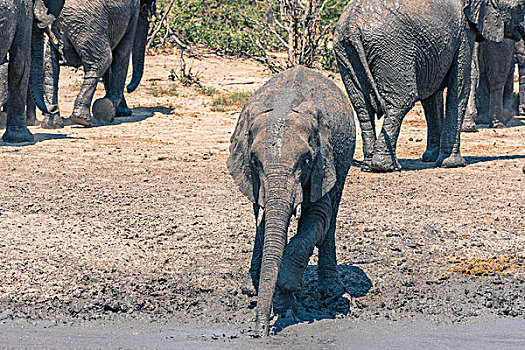 博茨瓦纳,乔贝国家公园,萨维提,大象,非洲象,泥,洞