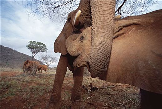 非洲象,孤儿,幼仔,检查,嘴,椰子,食物,东察沃国家公园,肯尼亚