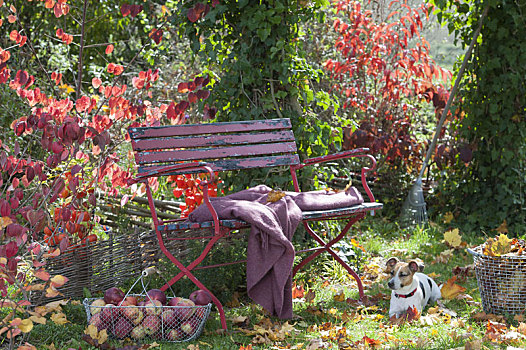 红色,长椅,秋天,花园,篮子,新鲜,苹果