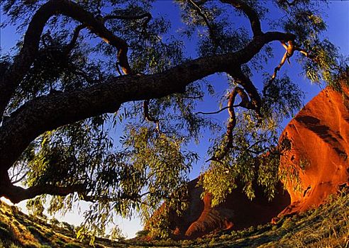 艾尔斯巨石,乌卢鲁巨石,树,澳大利亚