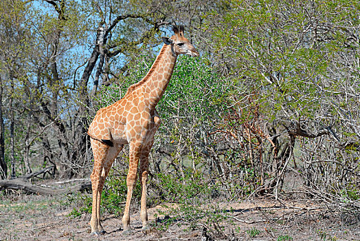 南非,长颈鹿,幼兽,站立,克鲁格国家公园,非洲