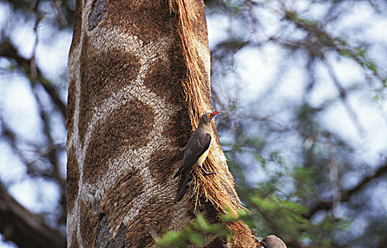 红嘴牛椋鸟,颈部,克留格尔公园,南非