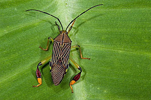 昆虫,国家公园,亚马逊河,厄瓜多尔