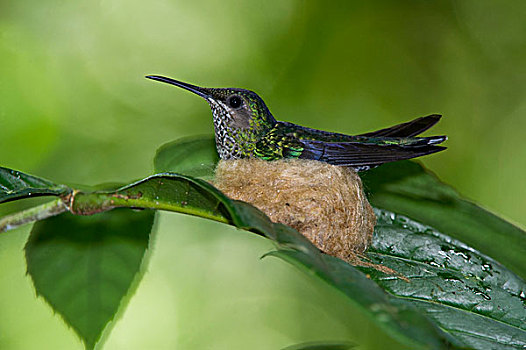蜂鸟,女性,巢穴,国家公园,亚马逊河,厄瓜多尔