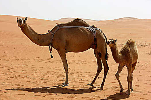 骆驼,农场,沙漠,阿布扎比,阿联酋,中东
