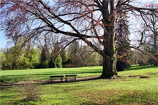 地点,放松,绿色公园,春天,庄严,山毛榉树