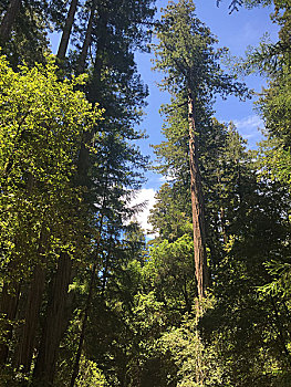 加州红树林公园