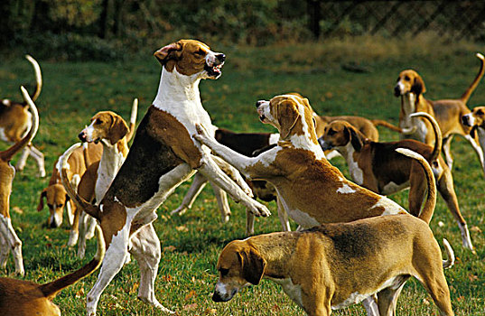 三种颜色,猎犬,橙色