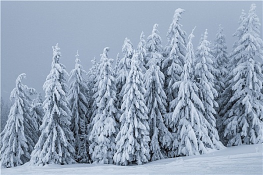 松树,树林,冬天