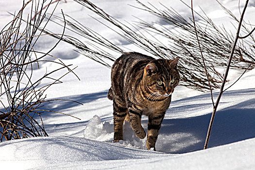 虎斑猫,雪地