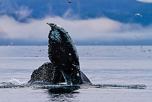 驼背鲸,鲸尾叶突,雾状,早晨,声音,北温哥华岛,不列颠哥伦比亚省,加拿大