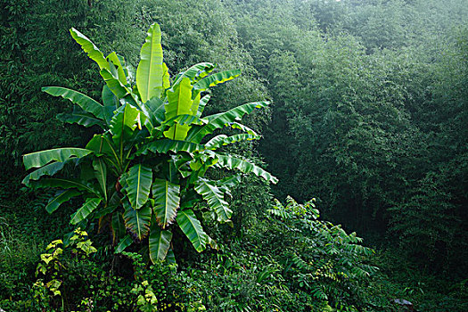 清晨芭蕉山林