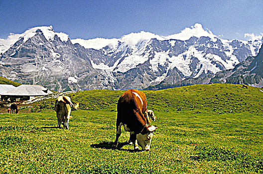 瑞士,母牛,草地
