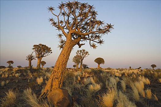 抖树,二歧芦荟,黎明,只有,西南部,非洲,边缘,纳米布沙漠,枝条,原住民,箭头,沙漠,纳米比亚