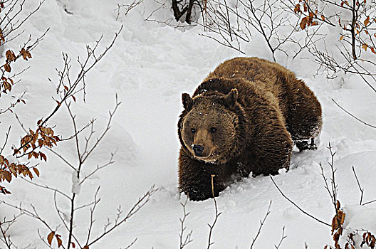 棕熊,冬天,国家公园,德国