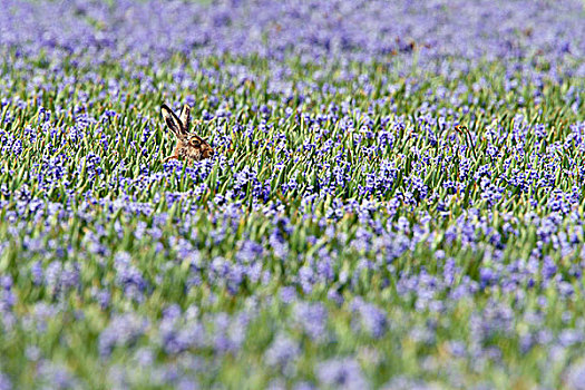 欧洲野兔,花圃,特塞尔,荷兰