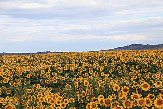 青河葵花地