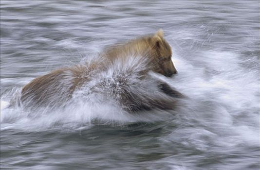 大灰熊,棕熊,追逐,鱼,浅水,卡特麦国家公园,阿拉斯加