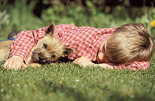 男孩,睡觉,草地,狗