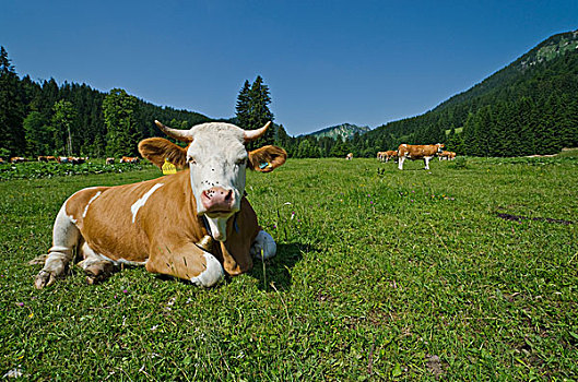 母牛,草地,湖,巴伐利亚,德国,欧洲