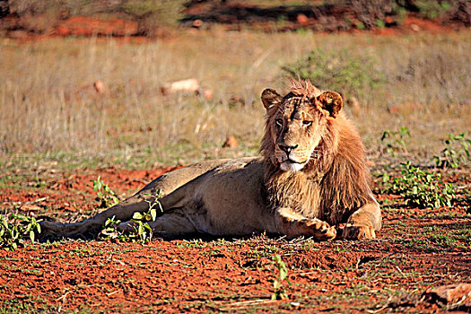 狮子,雄性,五个,岁月,休息,禁猎区,卡拉哈里沙漠,北角,南非,非洲