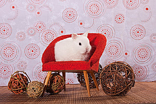 年轻,白色,迷你兔,坐,红色,迷你,椅子