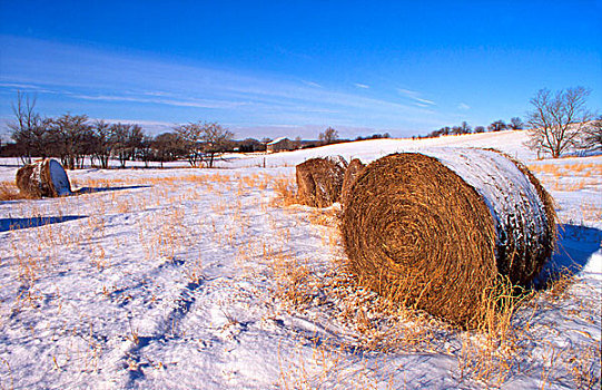 积雪,土地,干草