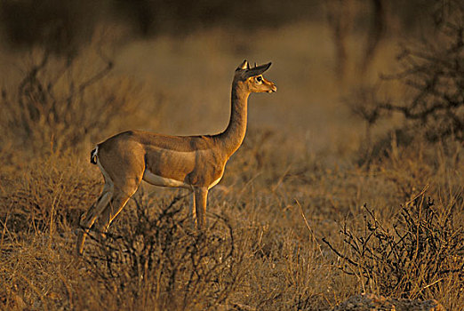 肯尼亚,萨布鲁国家公园,非洲瞪羚,站立,警惕