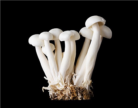 几个,白色,山毛榉,蘑菇,黑色背景,背景