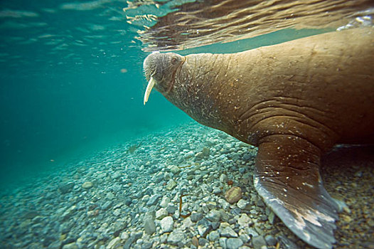 挪威,斯匹次卑尔根岛,海象,水下,侧面,好奇,幼兽,雄性动物