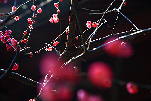 紅梅,梅花,梅,春天,報春,春曉,立春,生長