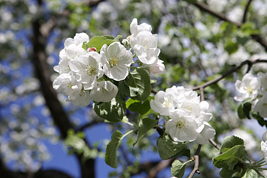 花,苹果树,五月,莫斯科