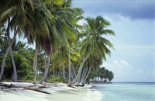 棕榈海滩,加勒比海,多米尼加共和国