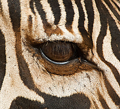坦桑尼亚,塔兰吉雷国家公园,特写,眼,斑马