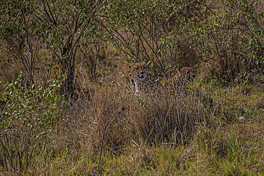 非洲肯尼亚马赛马拉国家公园猎豹群