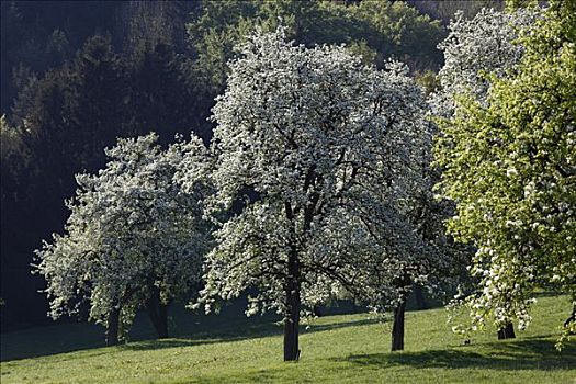 花,梨树,下奥地利州,奥地利,欧洲