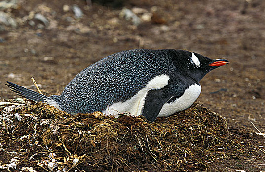 巴布亚企鹅,成年,岛屿
