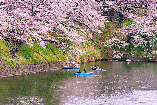 春天日本东京樱花盛开