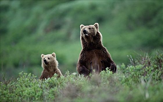 大灰熊,棕熊,站立,绿叶,阿拉斯加