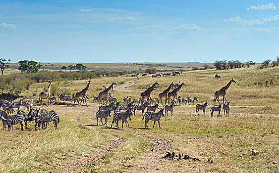 斑马,马,长颈鹿,干燥,河床,马赛马拉国家保护区,肯尼亚,非洲