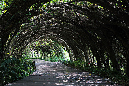 植物隧道