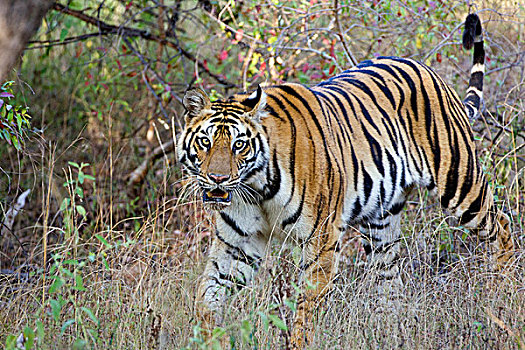 孟加拉虎,虎,班德哈维夫国家公园,印度