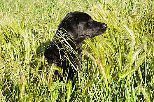 拉布拉多犬,高草