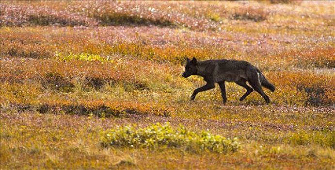 灰狼,狼,幼小,走,彩色,秋天,苔原,德纳里峰国家公园,阿拉斯加