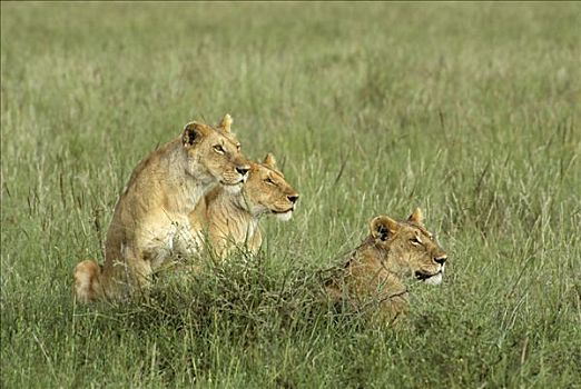 三个,雌狮,狮子,潜伏,马赛马拉,肯尼亚,非洲