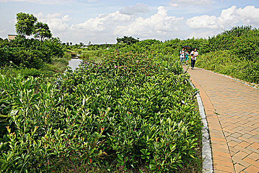 湿地,公园,香港