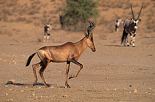 红色,卡拉哈迪大羚羊国家公园,卡拉哈里沙漠,南非