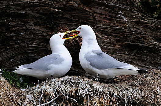 三趾鸥,繁殖,孵卵所,挪威,欧洲