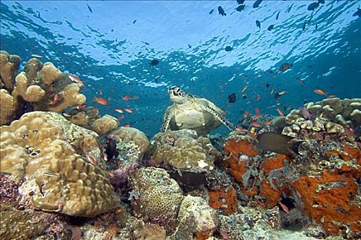 马来西亚,绿海龟,龟类,彩色,珊瑚礁,鱼群,鱼